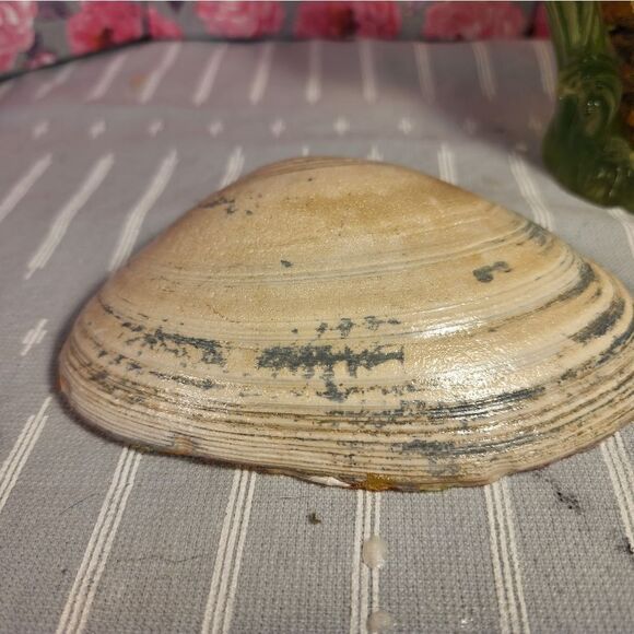 DECOUPAGE CLAM SHELL DECOUPAGE CHRISTMAS MICE ON A CLAM SHELL TRINKET DISH - Picture 10 of 11